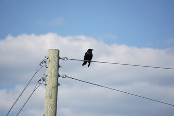 crow on wires