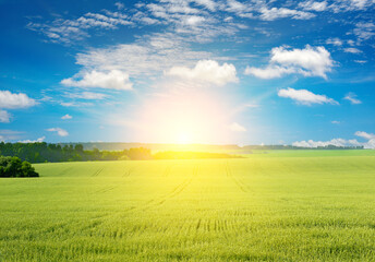Wall Mural - Morning with bright sun in large wheat field.