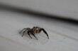 © Gunjan - A jumping spider with wide glossy eyes looking at the camera