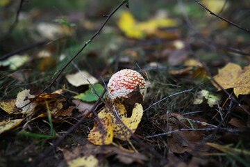 Poster - Close-up of Red and White Mushroom Amidst Fall Leaves in Forest Setting