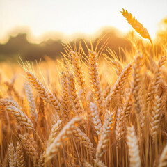 Golden wheat fields bask in warm glow of sunset, showcasing beautiful ears of wheat swaying gently in breeze, creating serene and tranquil atmosphere