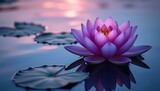 Blooming Purple Lotus Water Lily in Full Bloom Floating on a Pond Aquatic Leaves Nymphaeaceae