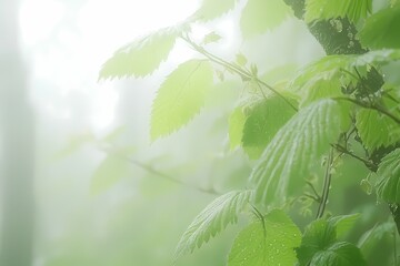 Wall Mural - soft mint green background for wellness themes