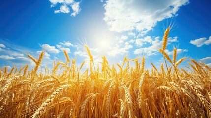 Golden wheat field under a bright blue sky with fluffy clouds, captured in the warm light of the sun, symbolizing harvest and abundance.