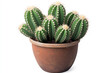 © toptop28 - Cactus in Pot on isolated white background. generative AI