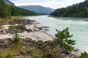 Wall Mural - Small pine trees grow at rocky coast of Katun river, Siberian landscape. Altai