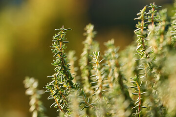 Fresh thyme herb growing outdoors in a garden