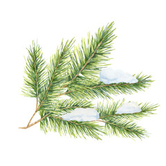 a green spruce branch with thick needles, covered with snow. fir, cedar, pine watercolor twig. isola