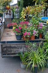 Wall Mural - Flowers for sale in a truck at the market of Santo da Serra. Madeira. Local farmers market.