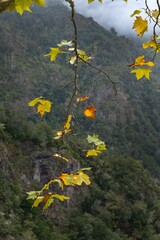 Wall Mural - Mountains and fall leaves. Fall colors. Forest of Balcoes Madeira.