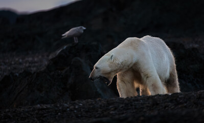 Wall Mural - polar bear at black pebble beach in svalbard