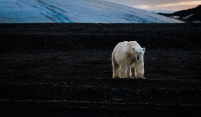 Wall Mural - polar bear at black pebble beach in svalbard