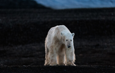 Wall Mural - polar bear at black pebble beach in svalbard