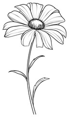 Wall Mural - PNG Daisy sketch drawing flower.