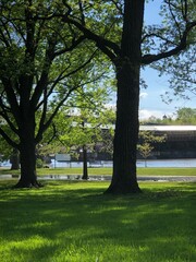 trees in the park