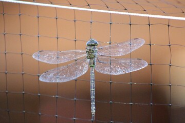 Dragonfly resting on net