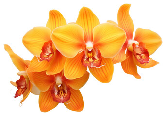 Poster - PNG Orchid flower petal plant white background.