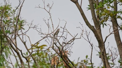 Canvas Print - grey streaked flycatcher in a forest