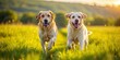 © Danicha - Playful Golden Labrador Retrievers Running Together in a Sunlit Green Field on a Beautiful Day