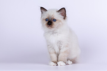 Wall Mural - Sacred Birman kitten shocolate point color, birma Cat isolated on a white background, studio photo.