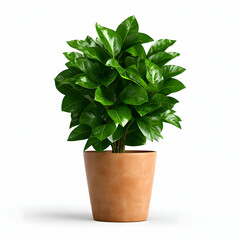 Lush green potted plant in a terracotta pot, ideal for home decor or office spaces.