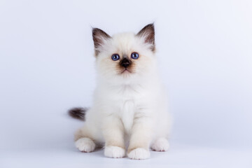 Wall Mural - Sacred Birman kitten shocolate point color, birma Cat isolated on a white background, studio photo