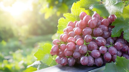 Fresh Red Grapes on Vine with Green Leaves and Sunlight