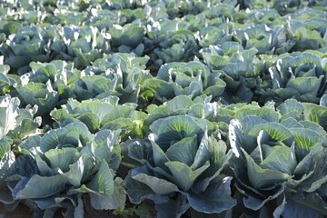 Wall Mural - Green cabbages growing in field on sunny day