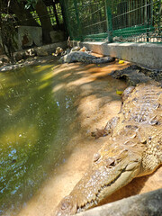 Two crocodiles are laying on the ground next to a body of water. The water is murky and the crocodiles are partially submerged, Tovara Nayarit