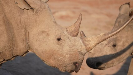 african southern white rhino with very large horns in south africa. threatened by the ivory poaching