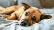 © Ariep - A Dog Resting on a Bed