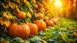 © Danicha - Vibrant Pumpkin Patch Wallpaper Featuring Lush Green Vines and Bright Orange Pumpkins in Autumn Light