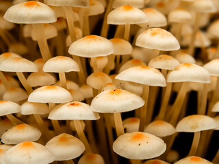 Poster - mushrooms in forest. nature background