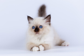 Wall Mural - Sacred Birman kitten shocolate point color, birma Cat isolated on a white background, studio photo