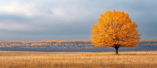 Wall Mural - A lone, vibrant yellow tree stands tall in a field of golden grass under a cloudy sky.