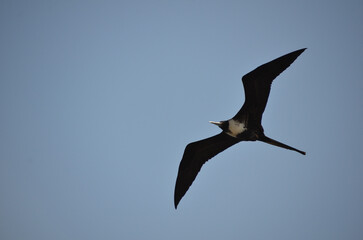 The beautiful frigatebird (Fregata magnificens) flies across the blue sky off the coast of Rio de Janeiro, Brazil. A large black seabird with a white belly and long beak and triangular-shaped wings.