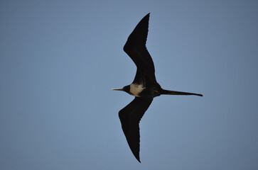 The beautiful frigatebird (Fregata magnificens) flies across the blue sky off the coast of Rio de Janeiro, Brazil. A large black seabird with a white belly and long beak and triangular-shaped wings.