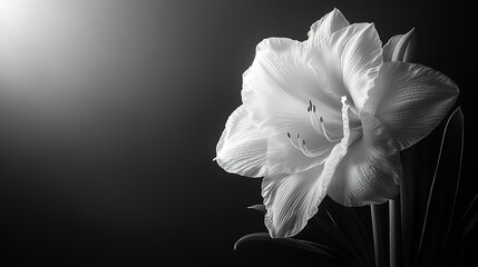 Wall Mural - Studio Close Up of Amaryllis in Black and White : Generative AI