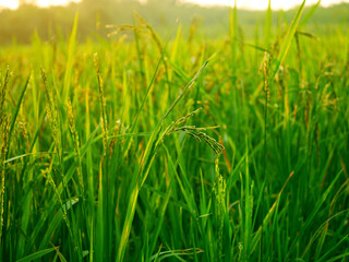 rice plants, rice farming that bears young fruit is still green, rice farm scenery, Ear of paddy growing in a farm land, paddy, grains bear fruit, green grass in the morning