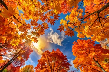 Wall Mural - Look up view of red autumn leaves in forest with blue sky 