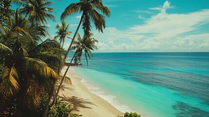 Wall Mural - tropical beach with palm trees and turquoise water.