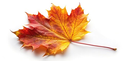 Autumn maple leaf silhouette on white background