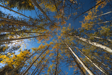 Fall Aspens in the Sky