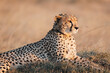 © Taylor Cready/Stocksy - Cheetah at golden hour