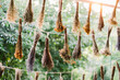© Adrian Cotiga/Stocksy - Strung bouquets of dried herbs in outdoor space