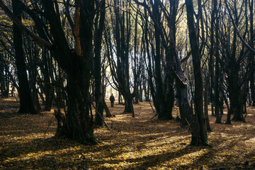 Man silhouette through trees in autumn forest