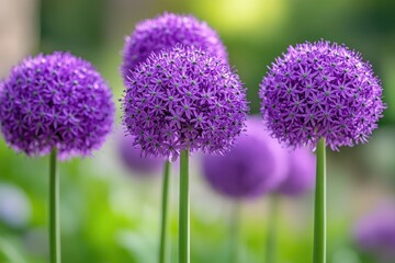 Group purple allium flowers blooming in a garden