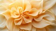 © kayudamar - Abstract Close-up of Soft, Curving, Pale Orange Petals