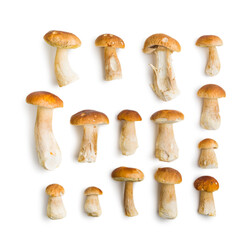 Wall Mural - Fresh boletus mushrooms isolated on white background.