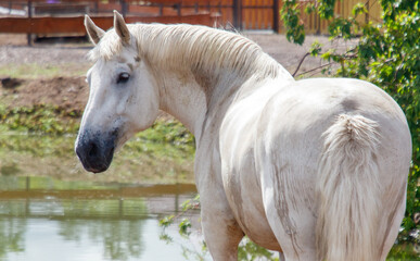 A white horse is standing in front of a body of water